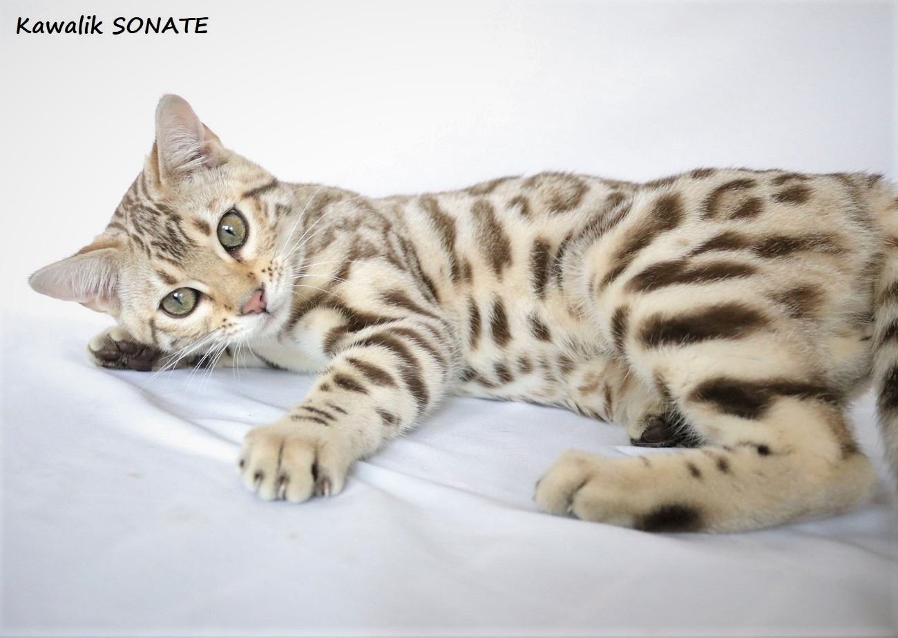 bengal sepia rosetted